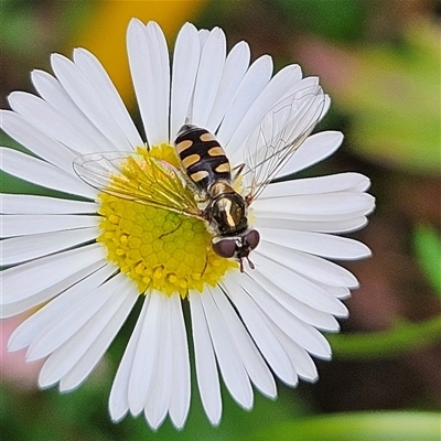 Melangyna sp. (genus) (Hover Fly) at Braidwood, NSW - 6 Nov 2024 by MatthewFrawley