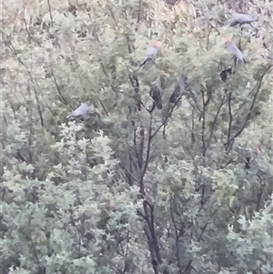 Callocephalon fimbriatum at Clear Range, NSW - suppressed