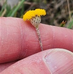 Leptorhynchos squamatus subsp. squamatus at Whitlam, ACT - 5 Nov 2024