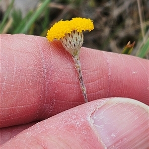 Leptorhynchos squamatus subsp. squamatus at Whitlam, ACT - 5 Nov 2024