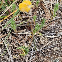 Leptorhynchos squamatus subsp. squamatus at Whitlam, ACT - 5 Nov 2024