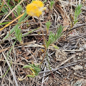 Leptorhynchos squamatus subsp. squamatus at Whitlam, ACT - 5 Nov 2024