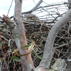 Tachyspiza fasciata (Brown Goshawk) at Denman Prospect, ACT - 6 Nov 2024 by LineMarie