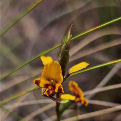 Diuris semilunulata (Late Leopard Orchid) at Captains Flat, NSW - 6 Nov 2024 by Csteele4