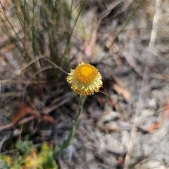 Coronidium scorpioides (Button Everlasting) at Captains Flat, NSW - 6 Nov 2024 by Csteele4