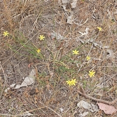 Tricoryne elatior (Yellow Rush Lily) at Uriarra Village, ACT - 6 Nov 2024 by LinePerrins