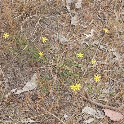 Tricoryne elatior (Yellow Rush Lily) at Uriarra Village, ACT - 6 Nov 2024 by LinePerrins