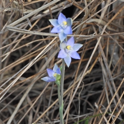 Thelymitra sp. (pauciflora complex) (Sun Orchid) at Uriarra Village, ACT - 5 Nov 2024 by LinePerrins