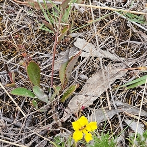 Goodenia hederacea subsp. hederacea at Whitlam, ACT - 5 Nov 2024