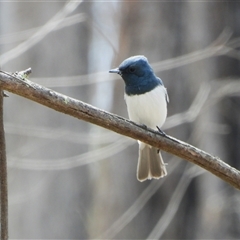 Myiagra rubecula (Leaden Flycatcher) at Uriarra Village, ACT - 6 Nov 2024 by LineMarie