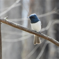 Myiagra rubecula (Leaden Flycatcher) at Uriarra Village, ACT - 6 Nov 2024 by LinePerrins