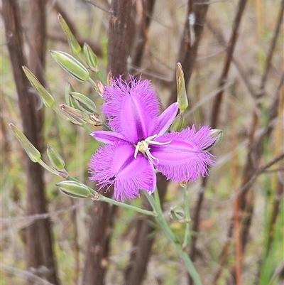 Thysanotus tuberosus subsp. tuberosus (Common Fringe-lily) at Whitlam, ACT - 5 Nov 2024 by sangio7