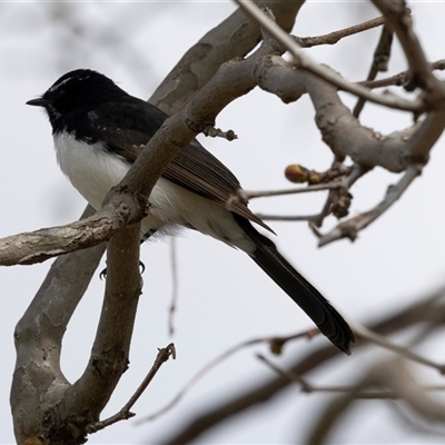 Rhipidura leucophrys (Willie Wagtail) at Belconnen, ACT - 28 Aug 2024 by AlisonMilton