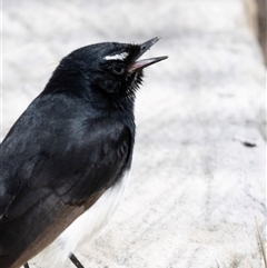 Rhipidura leucophrys (Willie Wagtail) at Belconnen, ACT - 28 Aug 2024 by AlisonMilton