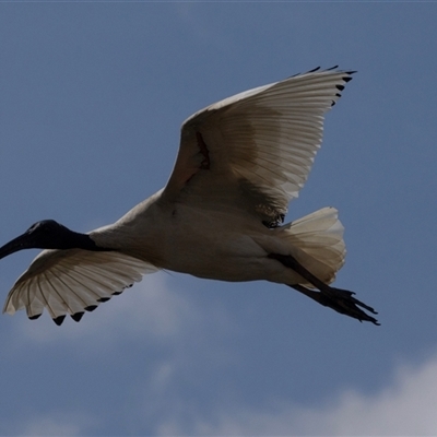 Threskiornis molucca (Australian White Ibis) at Belconnen, ACT - 28 Aug 2024 by AlisonMilton