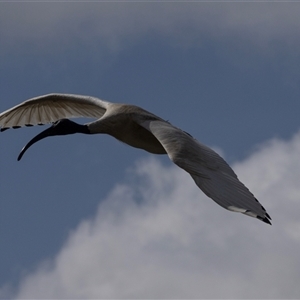 Threskiornis molucca at Belconnen, ACT - 28 Aug 2024