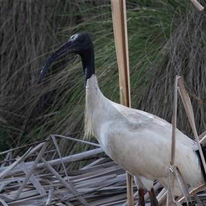 Threskiornis molucca at Belconnen, ACT - 28 Aug 2024