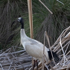 Threskiornis molucca at Belconnen, ACT - 28 Aug 2024