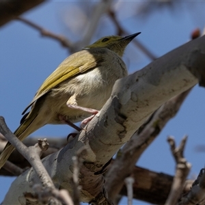 Ptilotula penicillata at Belconnen, ACT - 28 Aug 2024