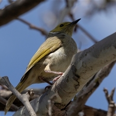 Ptilotula penicillata at Belconnen, ACT - 28 Aug 2024