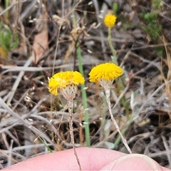 Leptorhynchos squamatus (Scaly Buttons) at Whitlam, ACT - 5 Nov 2024 by sangio7