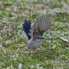 Malurus cyaneus (Superb Fairywren) at Belconnen, ACT - 28 Aug 2024 by AlisonMilton