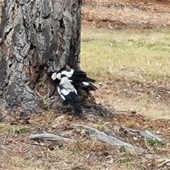 Gymnorhina tibicen (Australian Magpie) at Isaacs, ACT - 6 Nov 2024 by Mike