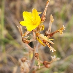 Bulbine bulbosa (Golden Lily, Bulbine Lily) at Whitlam, ACT - 5 Nov 2024 by sangio7