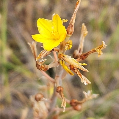 Bulbine bulbosa (Golden Lily, Bulbine Lily) at Whitlam, ACT - 4 Nov 2024 by sangio7