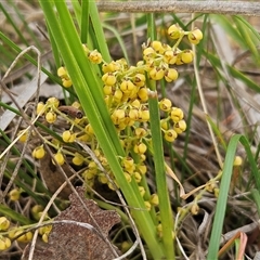 Lomandra filiformis subsp. coriacea (Wattle Matrush) at Whitlam, ACT - 4 Nov 2024 by sangio7