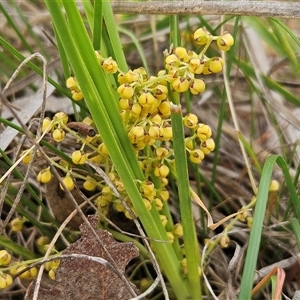 Lomandra filiformis subsp. coriacea at Whitlam, ACT - 5 Nov 2024