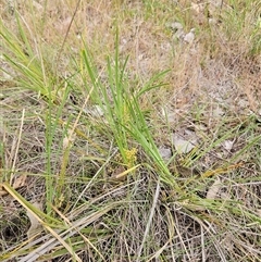 Lomandra filiformis subsp. coriacea at Whitlam, ACT - 5 Nov 2024