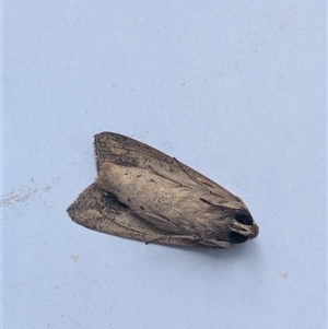 Mythimna (Pseudaletia) convecta at Franklin, ACT - 6 Nov 2024