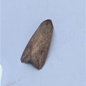 Mythimna (Pseudaletia) convecta at Franklin, ACT - 6 Nov 2024