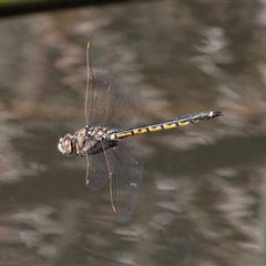 Hemicordulia tau at Belconnen, ACT - 28 Aug 2024 12:10 PM