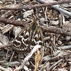 Synemon plana (Golden Sun Moth) at Pialligo, ACT - 6 Nov 2024 by JT1997