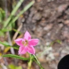 Convolvulus angustissimus subsp. angustissimus (Australian Bindweed) at Whitlam, ACT - 4 Nov 2024 by sangio7