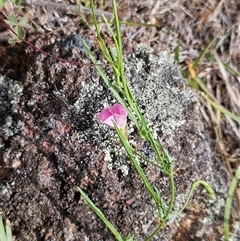 Convolvulus angustissimus subsp. angustissimus at Whitlam, ACT - 5 Nov 2024 10:43 AM