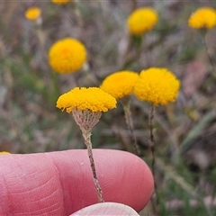 Leptorhynchos squamatus subsp. squamatus (Scaly Buttons) at Whitlam, ACT - 5 Nov 2024 by sangio7