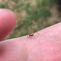 Tettigoniidae (family) at Phillip, ACT - 4 Nov 2024 by shintoscared