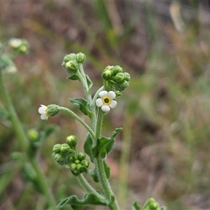 Hackelia suaveolens at Whitlam, ACT - 5 Nov 2024 11:07 AM