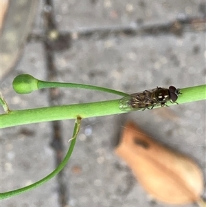 Syrphidae (family) at Theodore, ACT - 6 Nov 2024