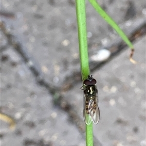 Syrphidae (family) at Theodore, ACT - 6 Nov 2024