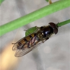 Syrphidae (family) at Theodore, ACT - 6 Nov 2024