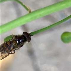 Syrphidae (family) at Theodore, ACT - 6 Nov 2024