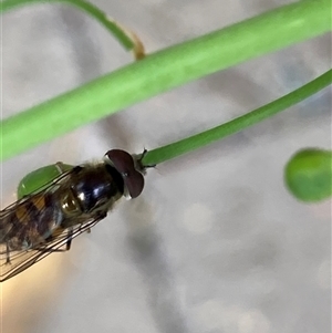 Syrphidae (family) at Theodore, ACT - 6 Nov 2024