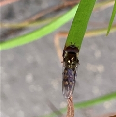 Syrphidae (family) at Theodore, ACT - 6 Nov 2024