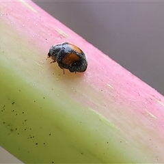 Diomus notescens (Little two-spotted ladybird) at Wodonga, VIC - 6 Nov 2024 by KylieWaldon