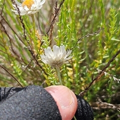 Rhodanthe anthemoides at Whitlam, ACT - 5 Nov 2024