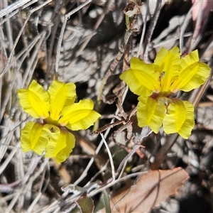 Goodenia hederacea subsp. hederacea at Whitlam, ACT - 5 Nov 2024